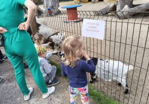 Dzieci karmią kozy