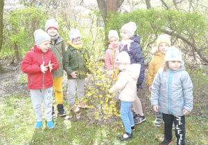 Dzieci oglądają krzak forsycji