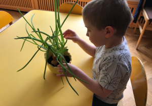 Dziecko ogląda zasadzoną cebulę