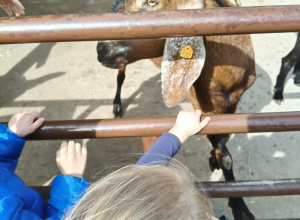 Wycieczka autokarowa do mini zoo Dobronianka 27.03.2025